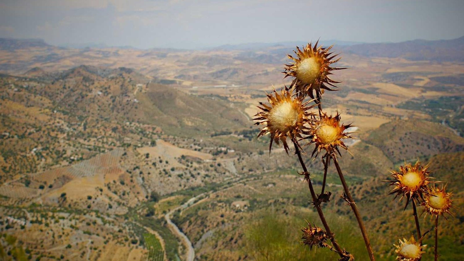 مساحات المراكز